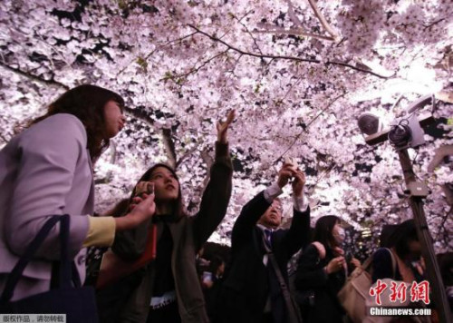 资料图：日本民众赏樱花