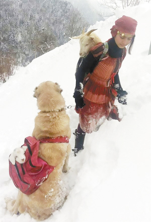 土耳其11岁女孩和狗狗风雪中救一对山羊母子