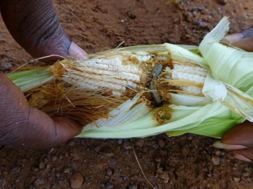 “行军虫”入侵非洲或扩至全球科学家吁阻止虫害