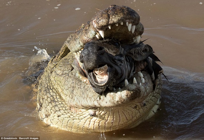 震撼照片记录鳄鱼生吞斑马 摄影师：接受大自然本身秩序