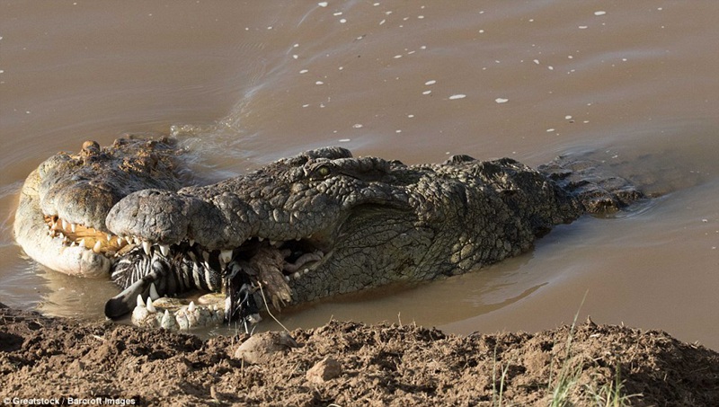 震撼照片记录鳄鱼生吞斑马 摄影师：接受大自然本身秩序
