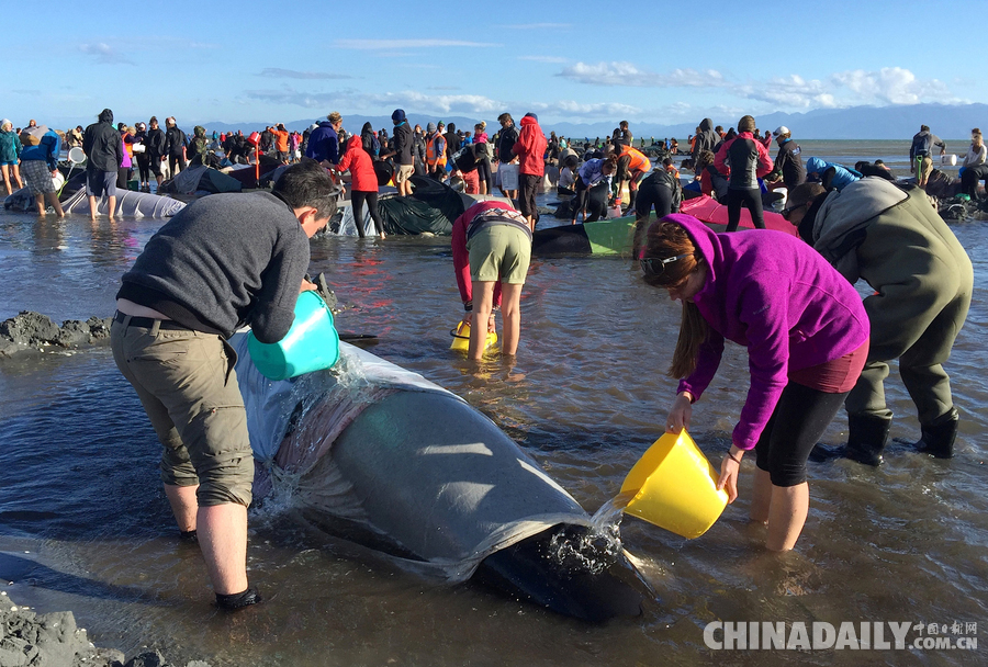 新西兰海滩出现大量巨头鲸搁浅 规模罕见