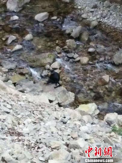 贵州省桐梓县发现猴类“大熊猫”黑叶猴