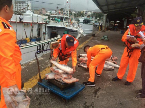 台“海巡署”八二岸巡大队新港安检所人员2月23日查获一艘渔船内有被割下的鲨鱼鳍，十几只鲨鱼遭肢解。台湾“中央社”记者卢太城台东摄