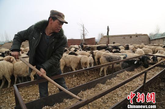 新疆兵团职工甘当羊倌由门外汉变养羊大户