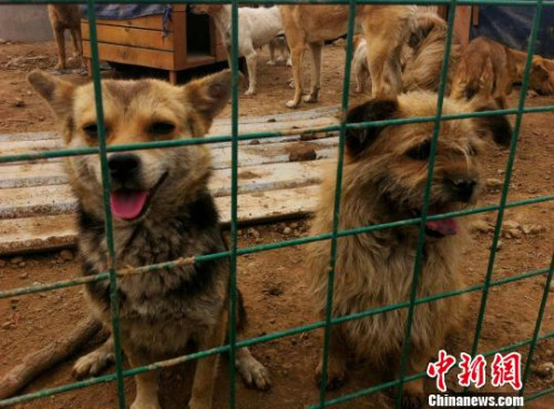 资料图:郑州一家民间流浪犬爱心救助基地 周小云 摄