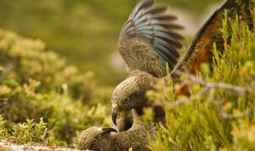 啄羊鹦鹉的“嬉戏叫声”会让同类进入活跃状态。（图片来源：法新社）