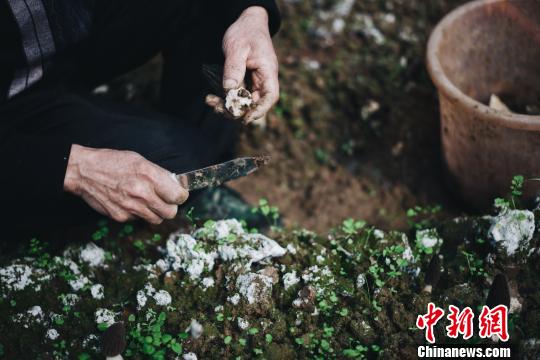 在重庆凤凰沟生态园内，园区员工在羊肚菌大棚内采摘羊肚菌鲜菌。　重庆凤凰沟生态园 摄
