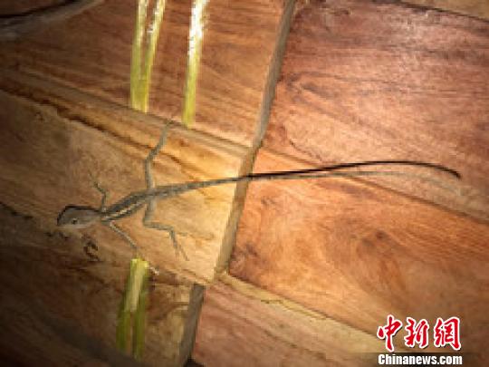 云南勐腊检验检疫局首次在进境物中截获活体蜥蜴