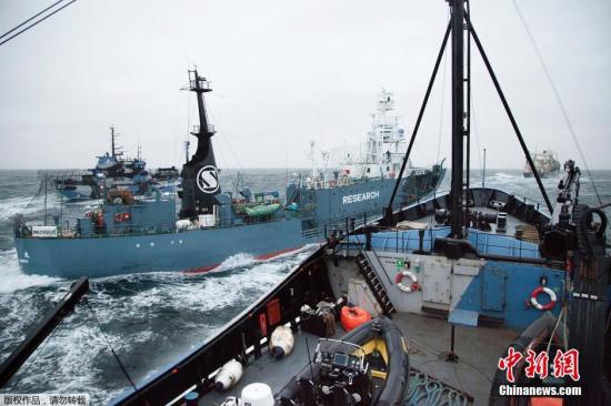 当地时间2月2日，南大洋，日本捕鲸船“第二勇新丸”(Yushin Maru)号企图对反捕鲸船“史蒂夫·欧文”(Steve Irwin)号进行驱离。图为日本捕鲸船从反捕鲸船头掠过，险些相撞。