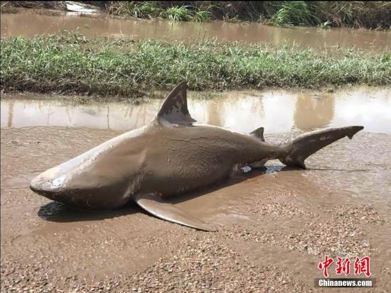 当地时间2017年3月30日，澳大利亚昆士兰州Ayr，澳大利亚遭遇飓风袭击，一只公牛鲨被冲上路面。 图片来源：视觉中国
