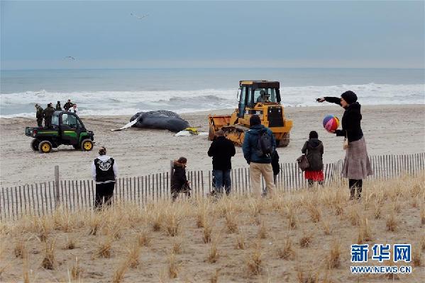美国纽约：座头鲸搁浅海滩