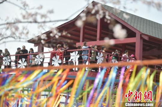 探访江苏句容樱花节：三千亩樱花引来近百万游客