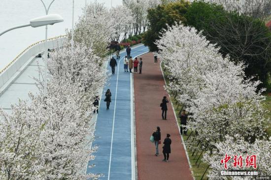 钱塘江畔“最美跑道”变身樱花大道。龙巍 摄 图片来源：视觉中国