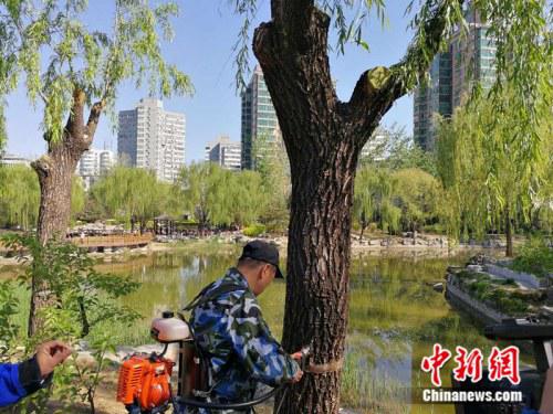 2017年4月12日，工作人员在北京市柳荫公园为柳树“打针”治理飞絮。 中新网记者 张尼 摄