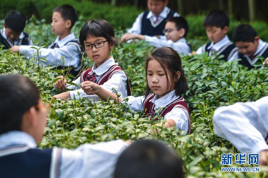 乡村小学举办校园特色“茶文化日”