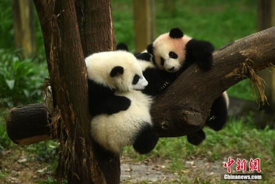 动物园通过网上征名和投票环节，最终为3只大熊猫幼仔分别取名为“渝宝”、“渝贝”、“良月”。图为三只幼仔大熊猫正在嬉戏玩耍。 陈超 摄