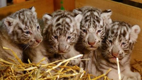 奥地利白色动物园迎来白虎四胞胎萌化人心（图）