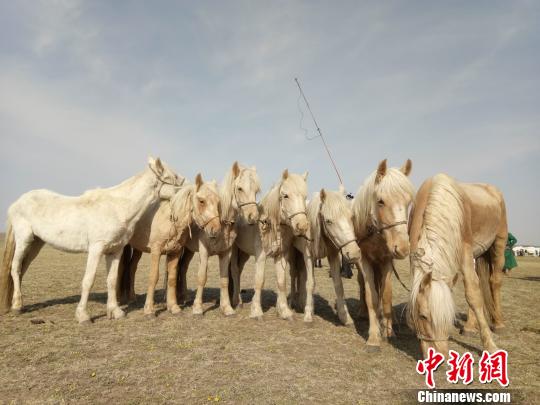 内蒙古元上都草原首开春季那达慕超两万人来赏马