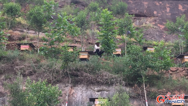陕西法官庙村：山坡上的养蜂人