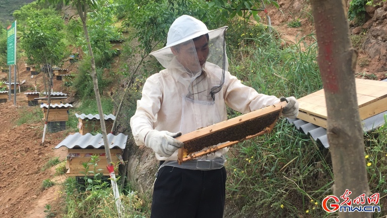 陕西法官庙村：山坡上的养蜂人