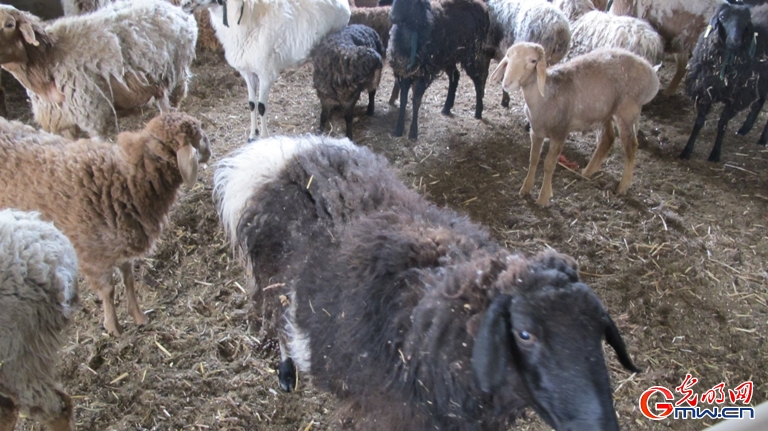 塔木村牧业合作社把羊卖到了内地市场
