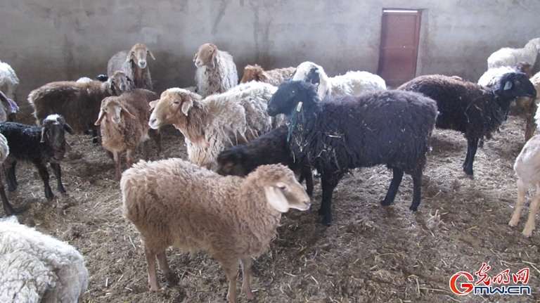 塔木村牧业合作社把羊卖到了内地市场