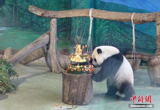 7月6日，是大陆赠台大熊猫团团、圆圆的长女圆仔4岁生日。台北市立动物园为它准备了生日蛋糕。 <a target='_blank' href='http://www.chinanews.com/'><p align=