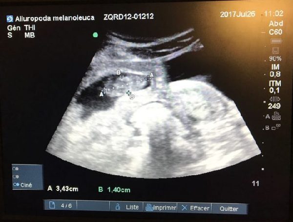 7月26日做的B超检查证实欢欢怀孕了，胚胎长3.4厘米。
