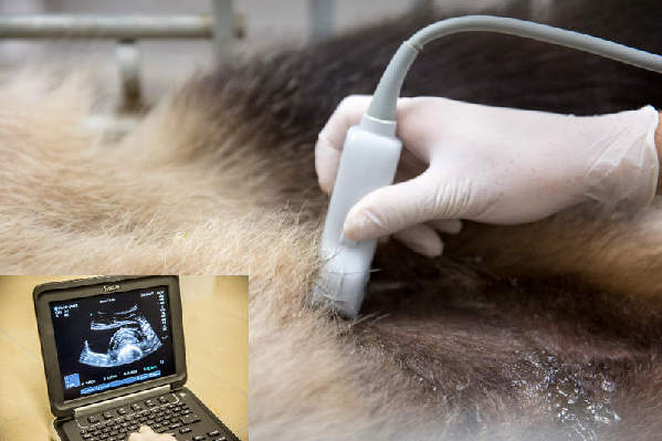 博瓦茨动物园为欢欢做超声波检查。