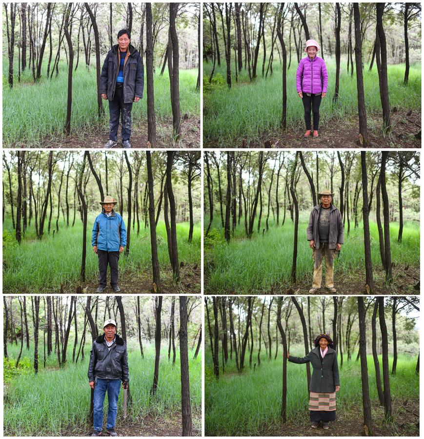 （砥砺奋进的五年·绿色发展　绿色生活·图文互动）（10）风沙地里“长出”绿色家园——西藏山南隆子县53年造林治沙记