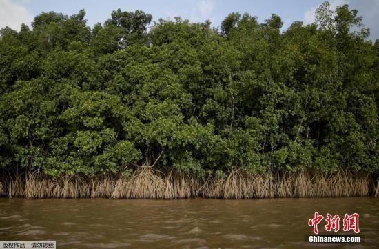 红树林与珊瑚礁是亚马逊河流域宝贵的生态资源。环保人士认为，可能存在近1000公里长的珊瑚礁上，蕴藏着丰富的水生物资源。但石油开采可能危害到这些物种的生存。图为奥亚波基河边的红树林。