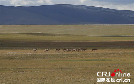 图片默认标题_fororder_奔跑在吉扎布嘎村草场上的藏羚羊_副本_副本