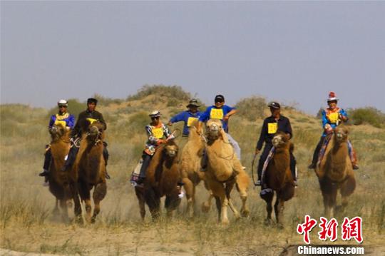 甘肃肃南举办“赛骆驼”大赛