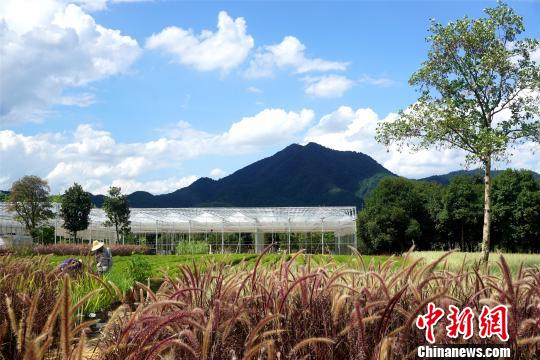 杭州龙坞花园外供10万盆花草“花花西湖”迎1100万游客