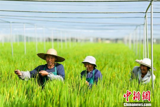 泰州农民追逐“绿色梦”：撑起“蚊帐”种水稻（图）