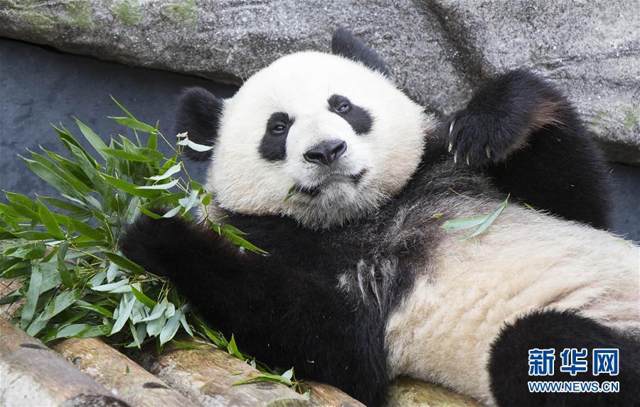 加拿大出生的龙凤胎大熊猫过两周岁生日（组图）【3】