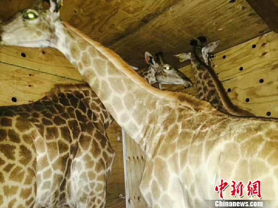 66只南非长颈鹿乘机飞郑州将“入住”全国部分动物园