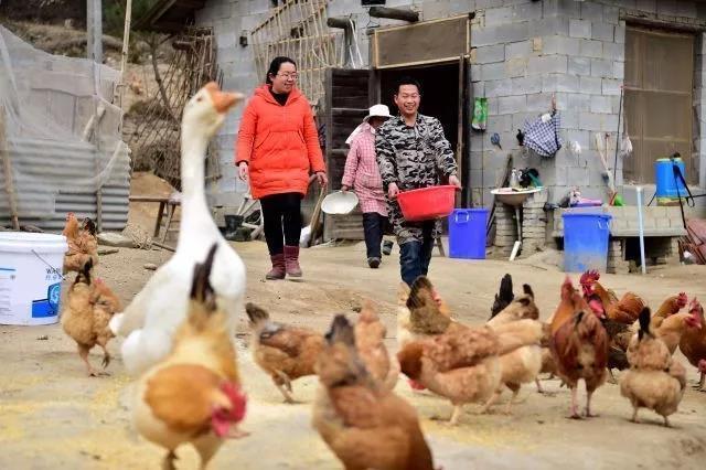 △2017年3月6日，安徽省岳西县和平乡和平村第一书记、驻村扶贫工作队队长、“80后”的王珍（左）在贫困户开办的养鸡场里了解情况。