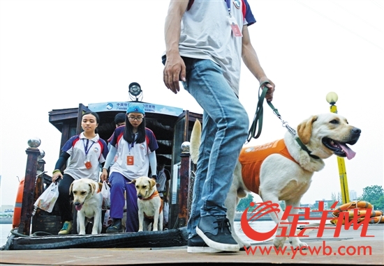训练中的导盲犬每天都要上街进行训练