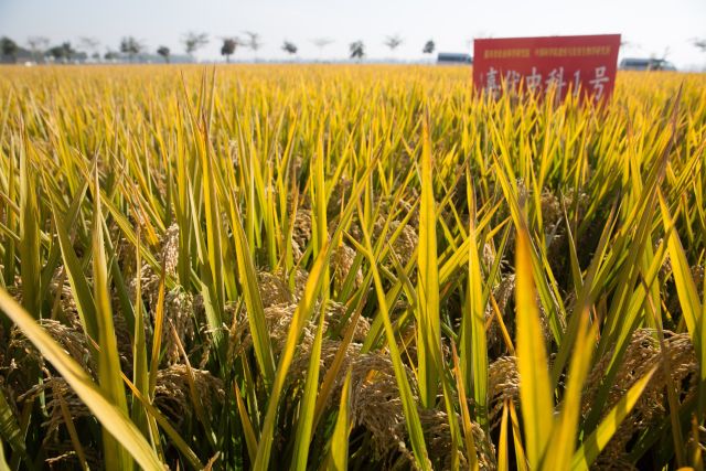 中国科学家用优良基因“模块”组装出超级水稻