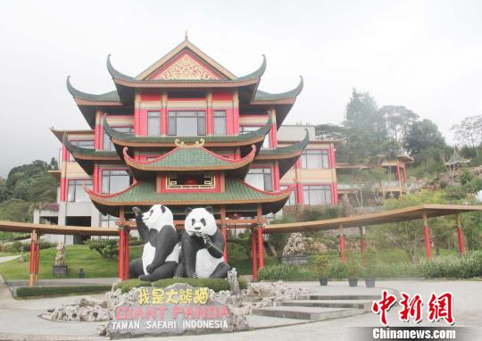 探访印尼熊猫馆：中国大熊猫开心“萌萌哒”（图）