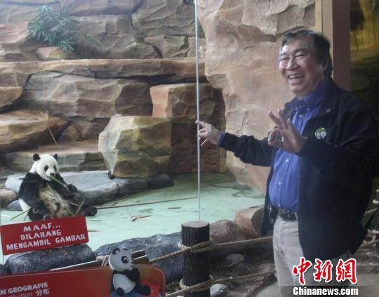 动物园老板蔡亚声介绍说，每只大熊猫一天要吃掉30公斤竹子。　林永传 摄