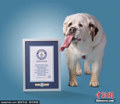 美国的圣伯纳犬阿莫天生拥有世界上最长的舌头，约有18.57厘米。
