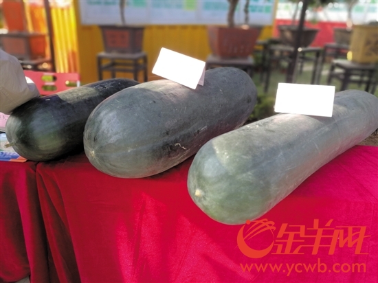 　展示会上展示的40多斤重的铁柱冬瓜