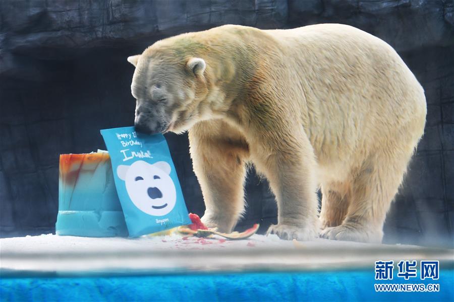 （国际）（1）新加坡动物园为北极熊伊努卡庆生