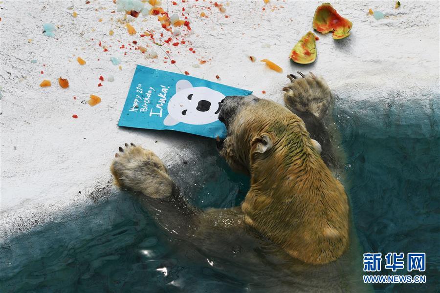 （国际）（2）新加坡动物园为北极熊伊努卡庆生