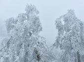 #（视·觉）（2）湖北恩施：“冰雕”森林