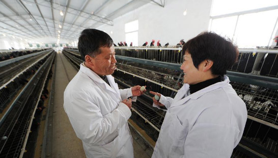 余留芬（右）在岩博村种鸡养殖场向工作人员了解养殖场生产情况（2014年1月14日摄）。新华社记者 陶亮 摄