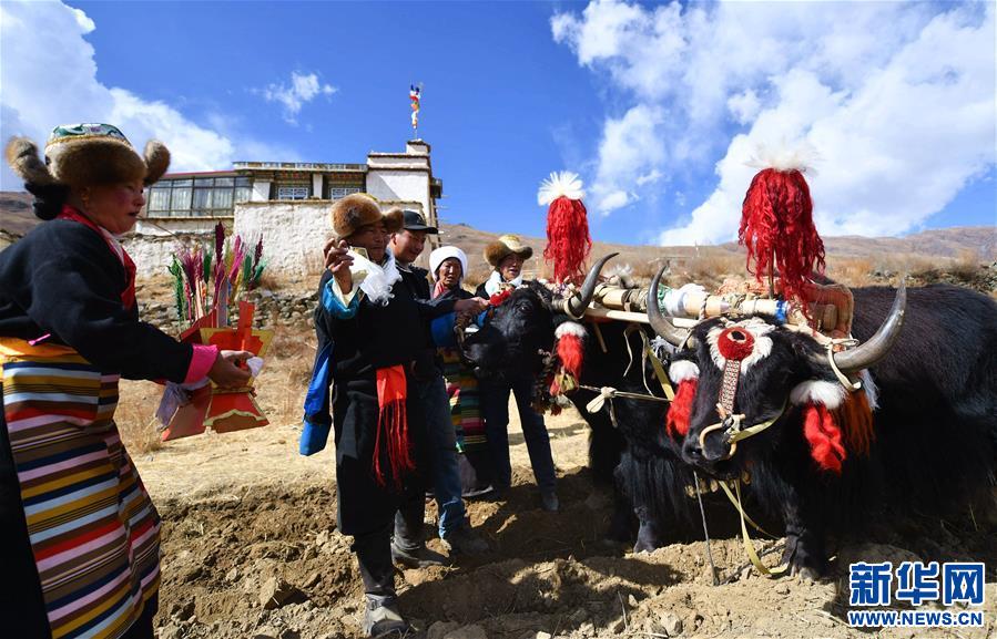 （社会）（3）西藏：春耕大典开启新春第一犁
